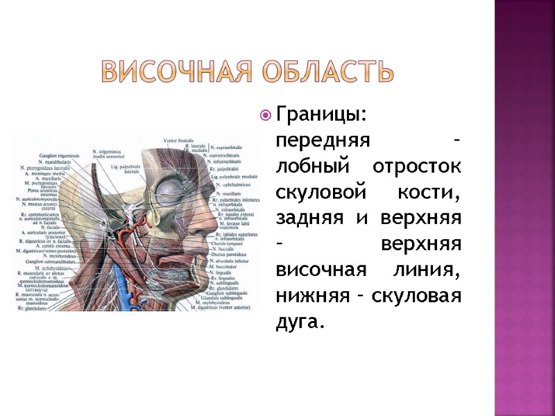 Височная область Границы: передняя – лобный отросток скуловой кости, задняя и верхняя – верхняя Височная область Границы: передняя – лобный отросток скуловой кости, задняя и верхняя – верхняя